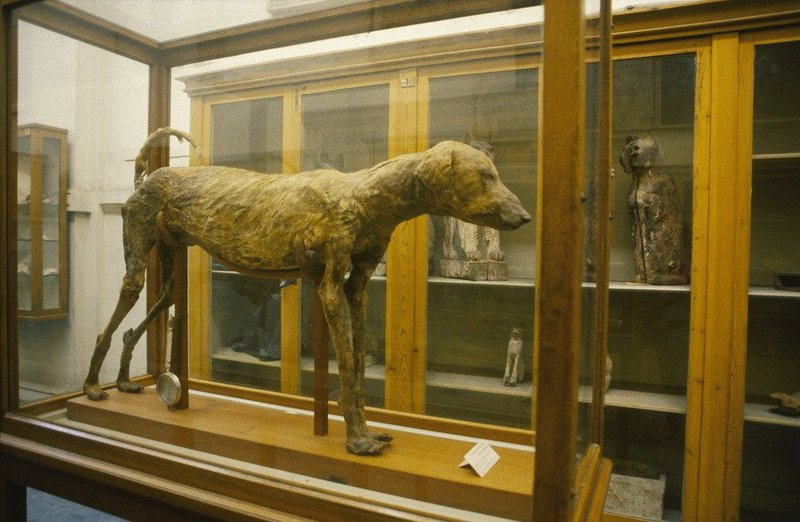 Ancient Egyptian Animal Mummies