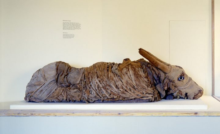 Ancient Egyptian Animal Mummies