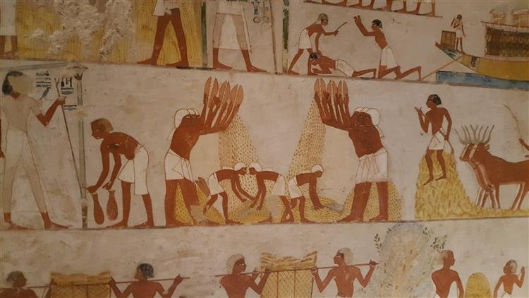Ancient Egyptian Harvest Scenes In Tombs
