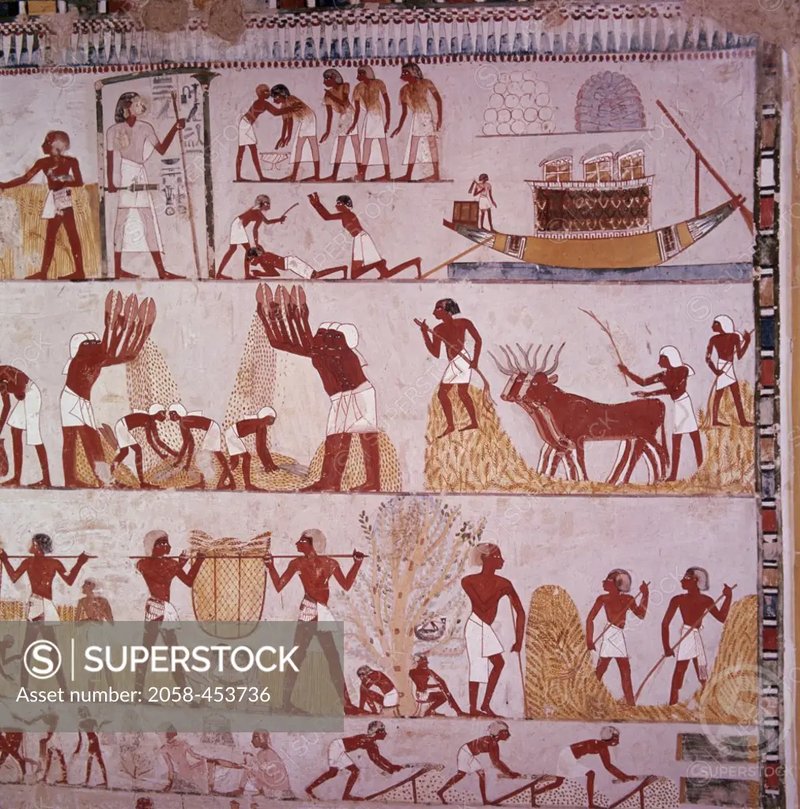 Ancient Egyptian Harvest Scenes In Tombs