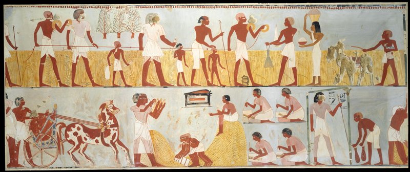 Ancient Egyptian Harvest Scenes In Tombs