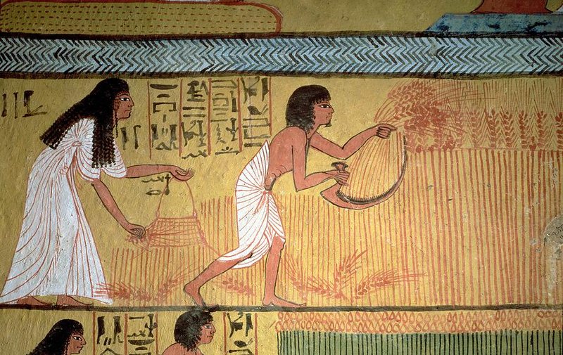Ancient Egyptian Harvest Scenes In Tombs