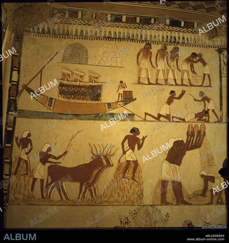 Ancient Egyptian Harvest Scenes In Tombs