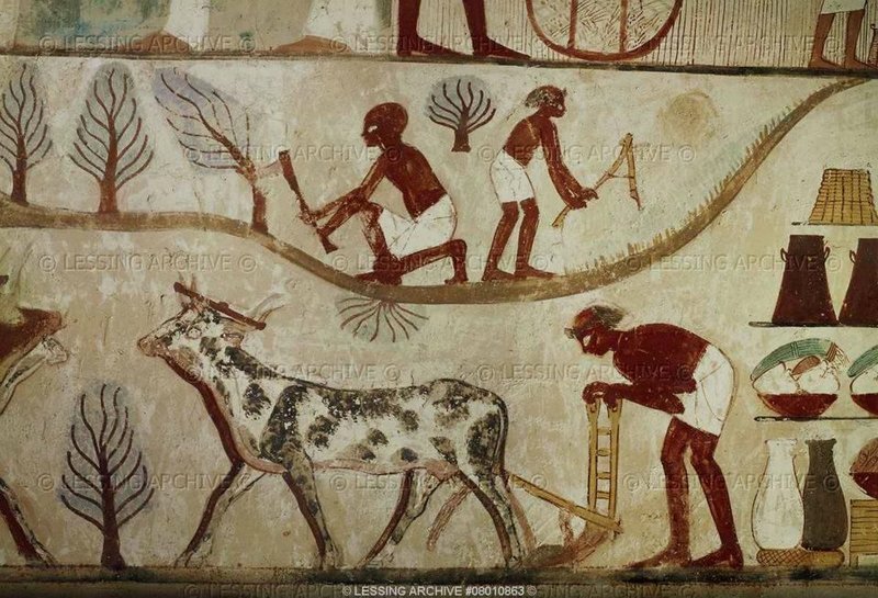 Ancient Egyptian Wall Painting Of Farming Scenes