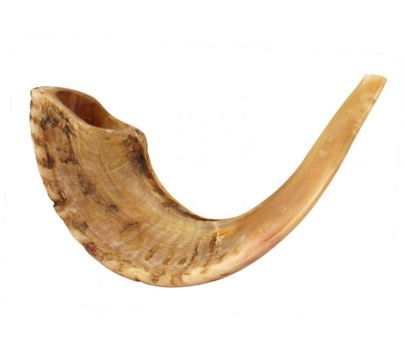 Ancient Hebrew Shofar Ram Horn