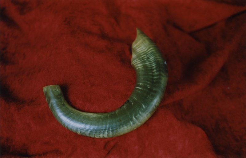 Ancient Hebrew Shofar Ram Horn