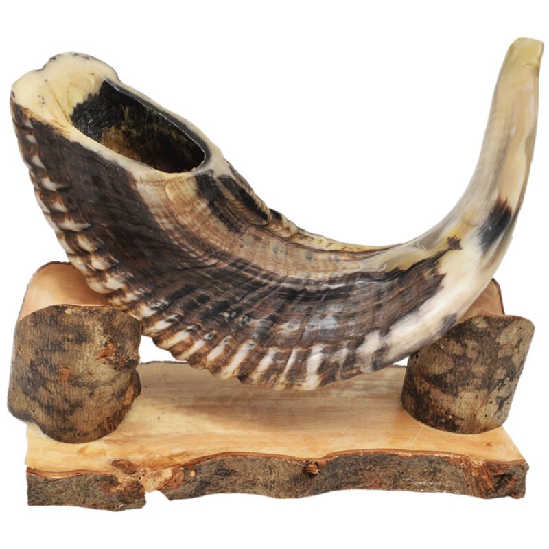 Ancient Hebrew Shofar Ram Horn