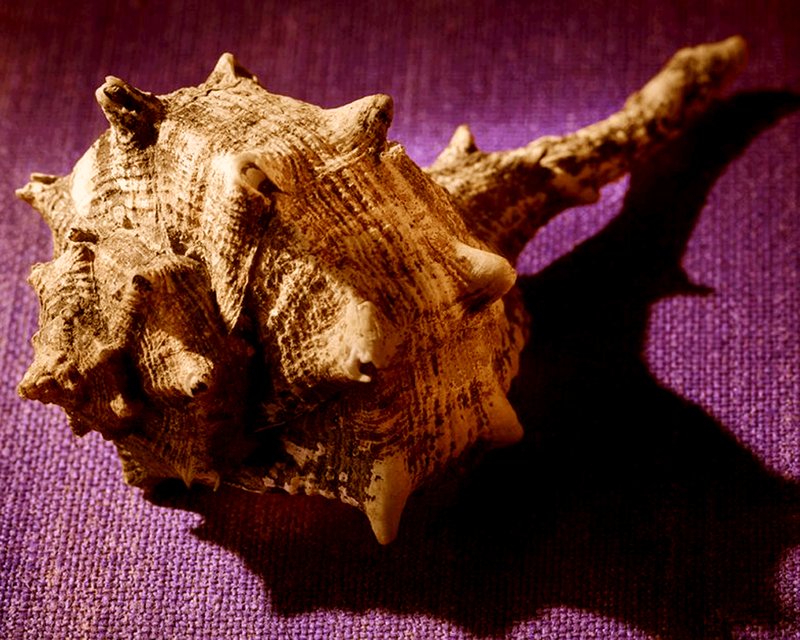 Ancient Phoenician Shell Purple Dye Vats