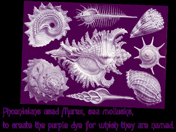 Ancient Phoenician Shell Purple Dye Vats