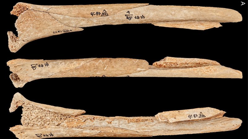 Cannibalism In Prehistoric Archaeological Evidence