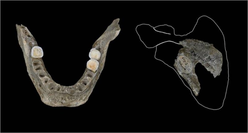 Cannibalism In Prehistoric Archaeological Evidence