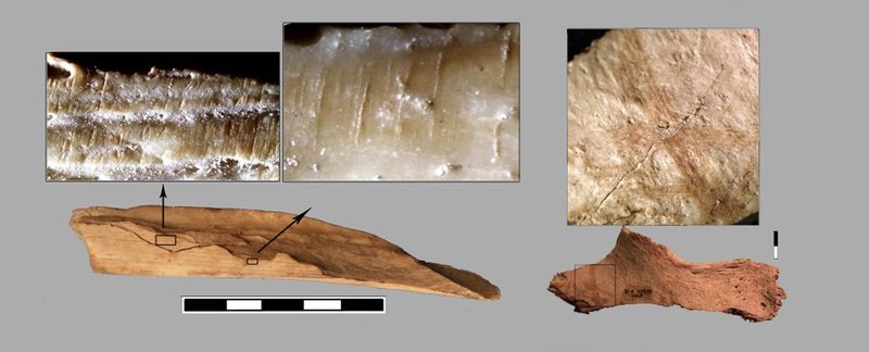 Cannibalism In Prehistoric Archaeological Evidence
