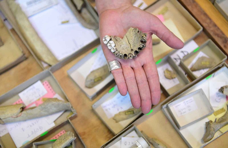 Dietary Habits Of Neanderthals