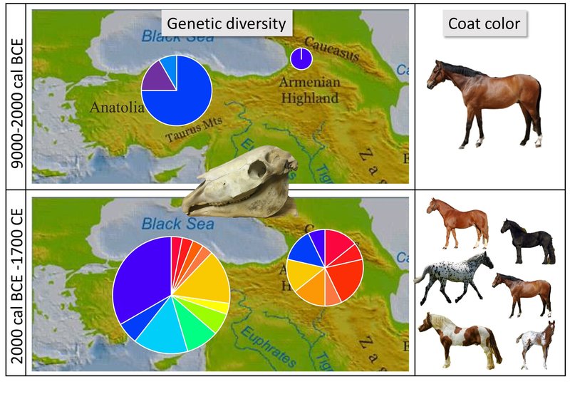 Early Domestication Of Horses In The Steppe<span class=