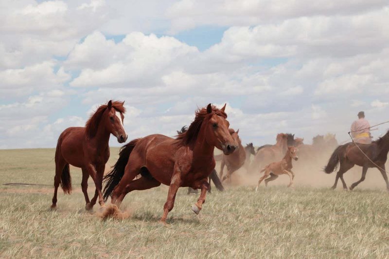 Early Domestication Of Horses In The Steppe