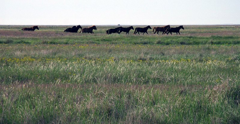 Early Domestication Of Horses In The Steppe