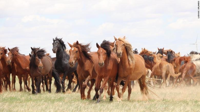 Early Domestication Of Horses In The Steppe