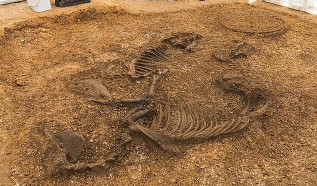 Iron Age Chariot Burial Reconstruction