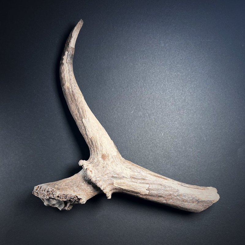 Mesolithic Antler Harpoons