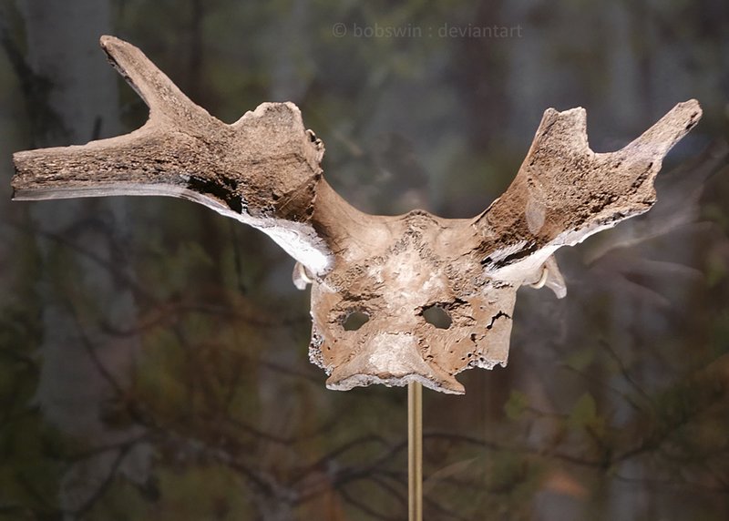 Mesolithic Deer Antler Headdress<span class=