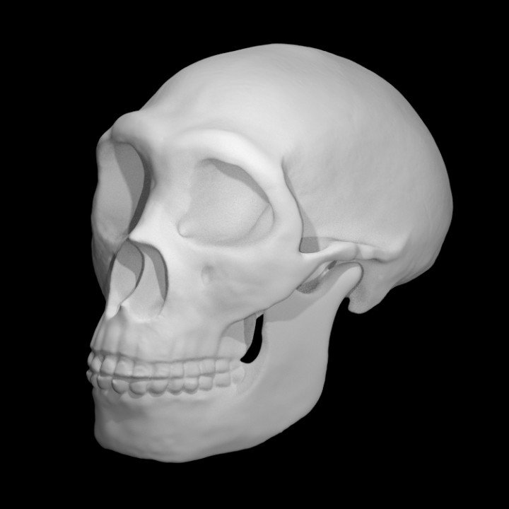 Neanderthal Skull Fossil