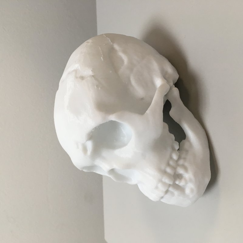 Neanderthal Skull Fossil