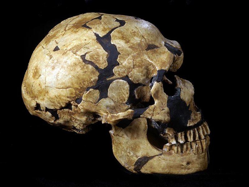 Neanderthal Skull Fossil