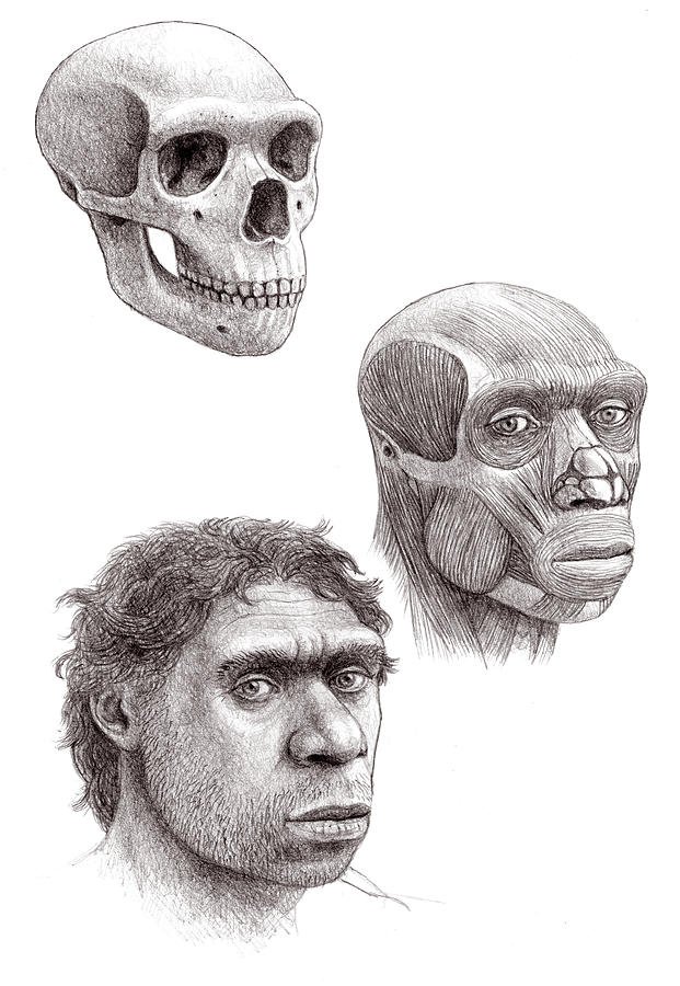 Neanderthal Skull Fossil