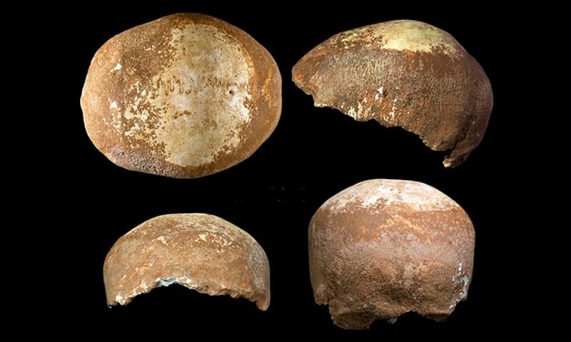 Neanderthal Skull Fossil