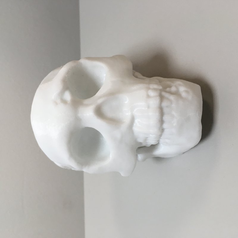 Neanderthal Skull Fossil