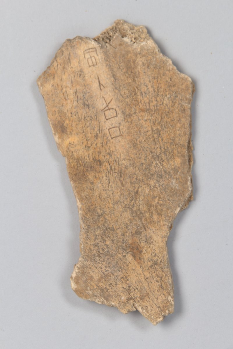 Oracle Bones From Shang Dynasty