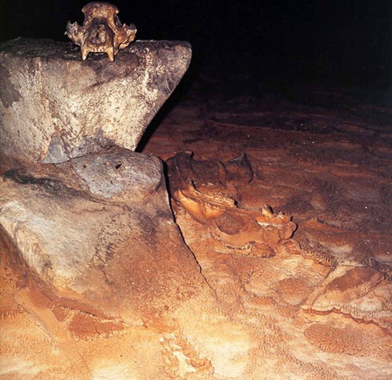 Prehistoric Bear Skull Shrine
