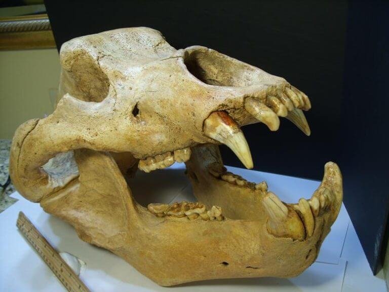 Prehistoric Bear Skull Shrine