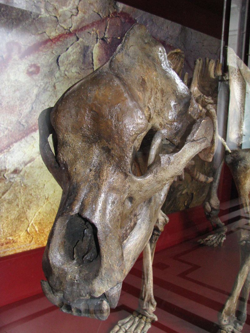 Prehistoric Bear Skull Shrine