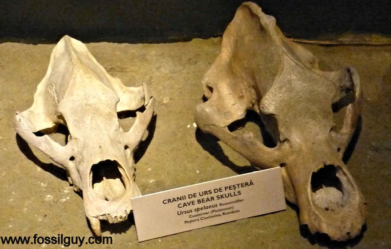 Prehistoric Bear Skull Shrine