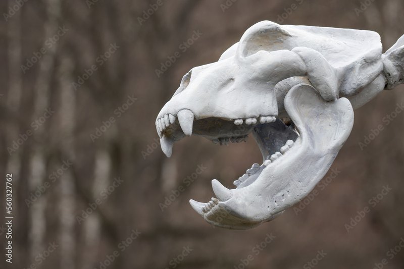 Prehistoric Bear Skull Shrine