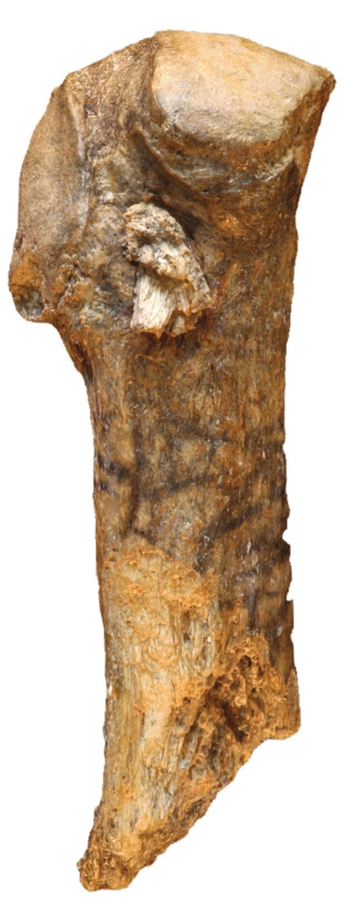Prehistoric Mastodon Kill Site