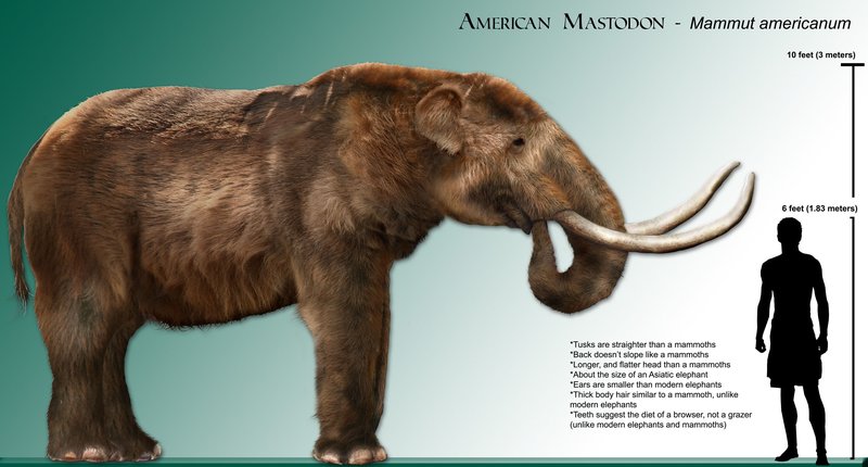 Prehistoric Mastodon Kill Site