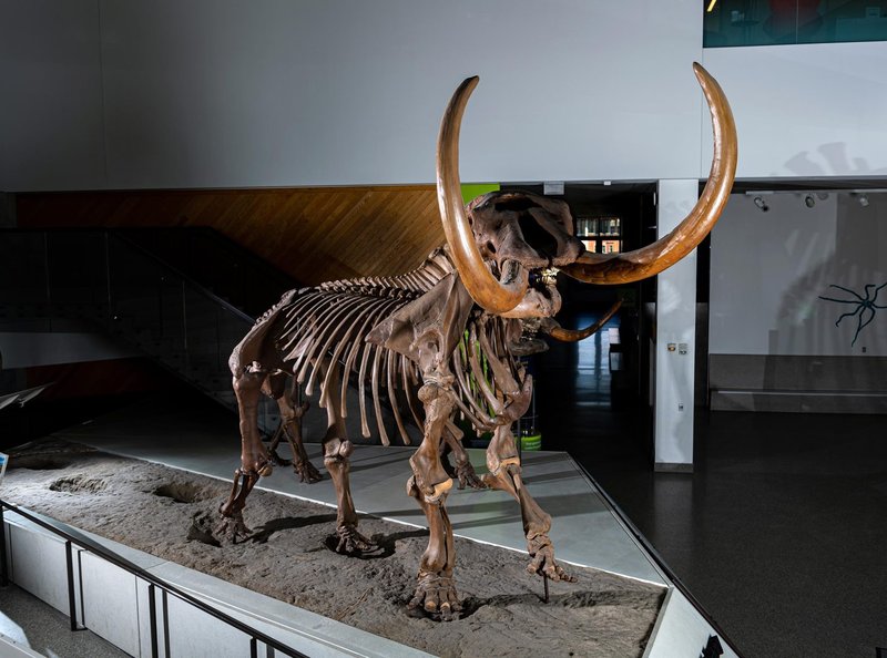 Prehistoric Mastodon Kill Site