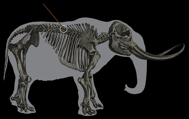 Prehistoric Mastodon Kill Site