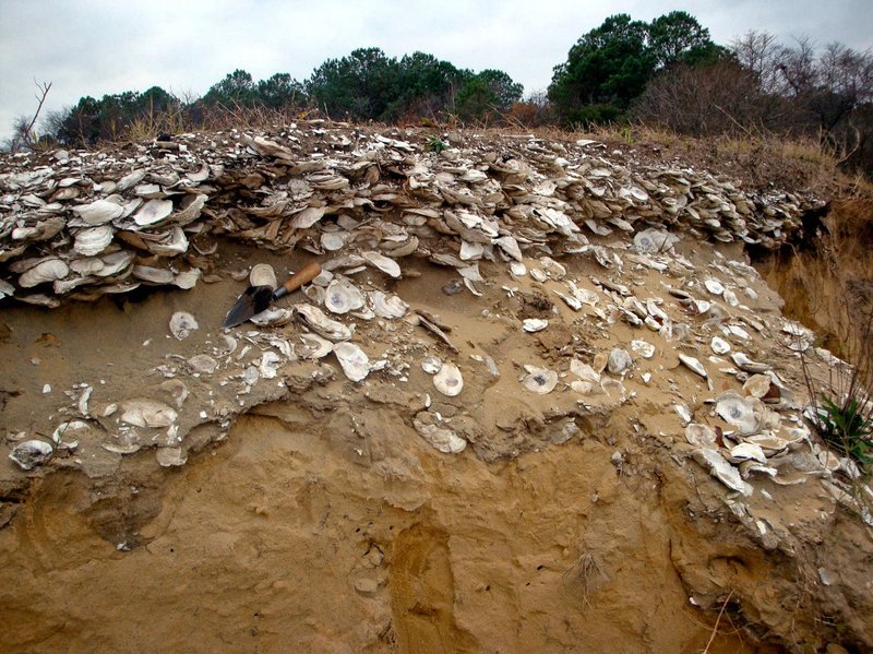 Prehistoric Shell Mound Excavation