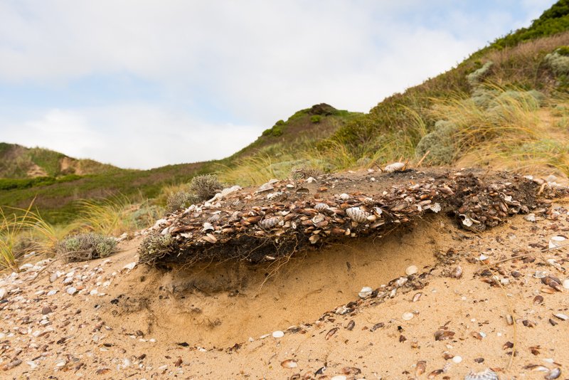 Shell Middens And Coastal Settlement Archaeology<span class=