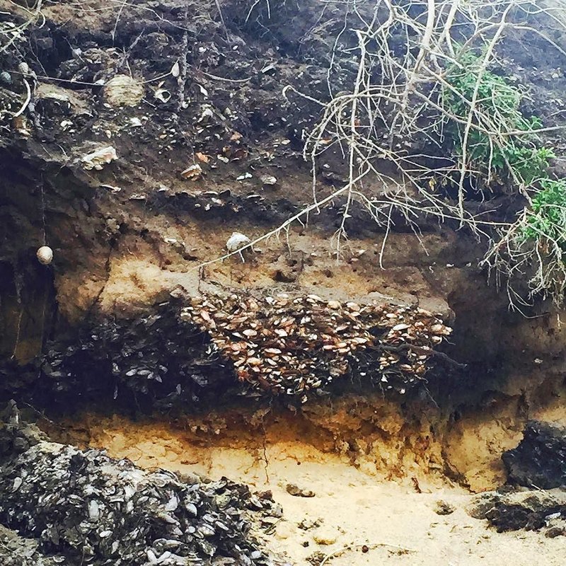 Shell Middens And Coastal Settlement Archaeology