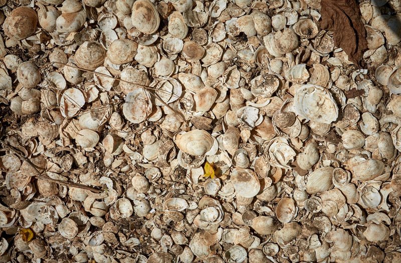 Shell Middens And Coastal Settlement Archaeology