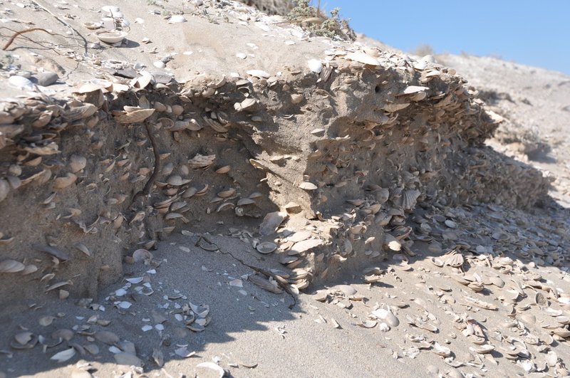 Shell Middens And Coastal Settlement Archaeology