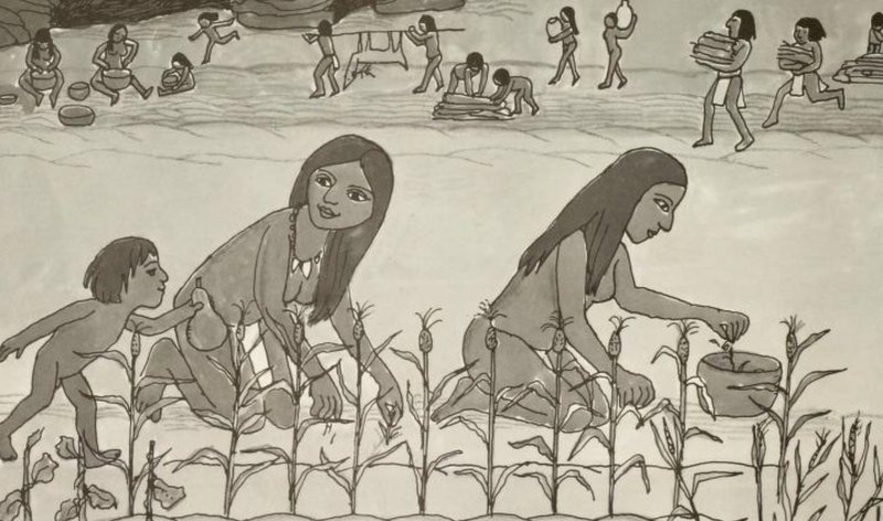 The Domestication Of Maize In Pre-Columbian Americas