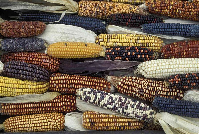 The Domestication Of Maize In Pre-Columbian Americas