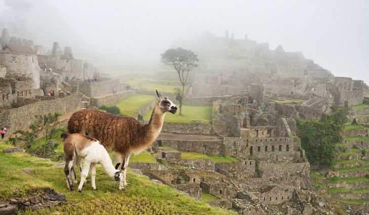 The Role Of Llamas In Inca Civilization