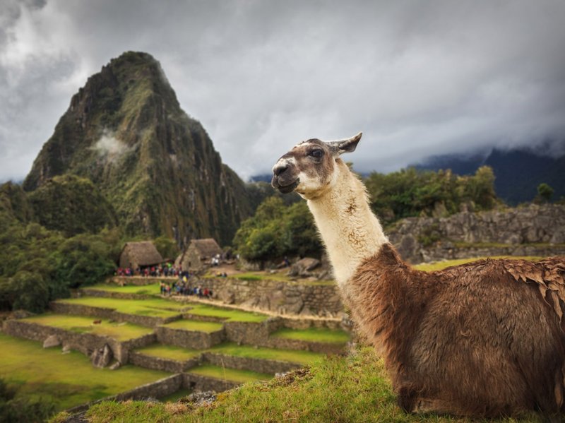 The Role Of Llamas In Inca Civilization