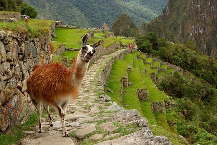 The Role Of Llamas In Inca Civilization